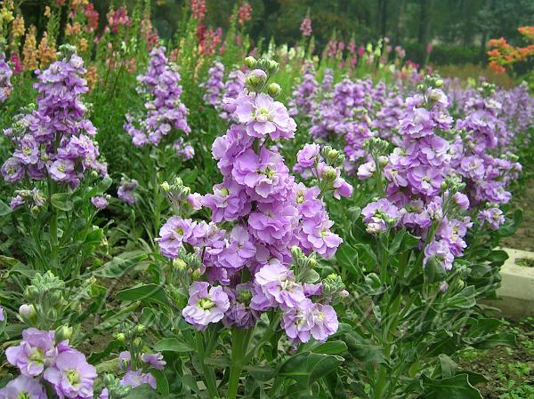 Lila Levkoje Incana Samen Blumensamen zur Aussaat Anzucht Traditionssorte & ohne Gentechnik Samen Hausgarten