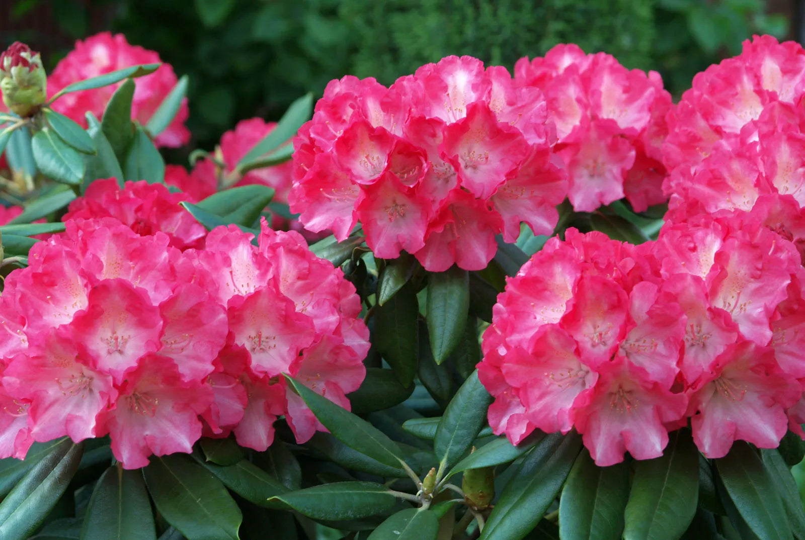 Rosa Rhododendron Azalee Blumensamen Blumensamen zur Aussaat leuchtend Blüten Traditionssorte & ohne Gentechnik Samen Hausgarten
