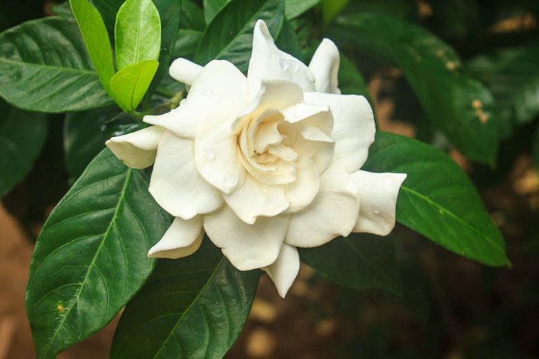 c Blumensamen zur Aussaat leuchtend Traditionssorte & ohne Gentechnik Samen Hausgarten