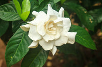 Gardenia Jasminoides Blumensamen zur Aussaat – Landhaus Garten wichtig – Traditionssorte & ohne Gentechnik Samen Hausgarten