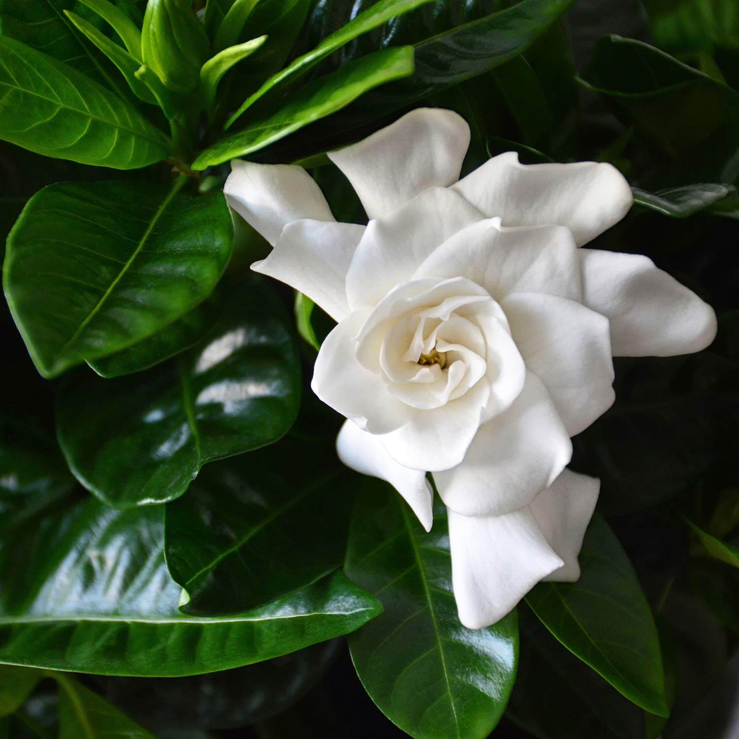 Gardenia Jasminoides Blumensamen zur Aussaat – Landhaus Garten wichtig – Traditionssorte & ohne Gentechnik Samen Hausgarten