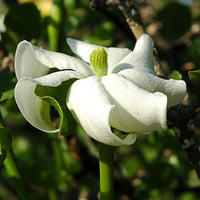 Weiß Volkensii Blumensamen zur Aussaat – Schnitt Blume beliebt – Traditionssorte & ohne Gentechnik Samen Hausgarten