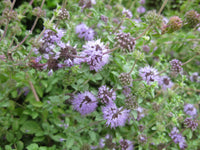 Lila Pulegium Blumensamen zur Aussaat – leuchtende einjährige Blüten