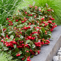 Rot Gaultheria Blumensamen zur Aussaat – Bestäuber freundlich – Traditionssorte & ohne Gentechnik Samen Hausgarten