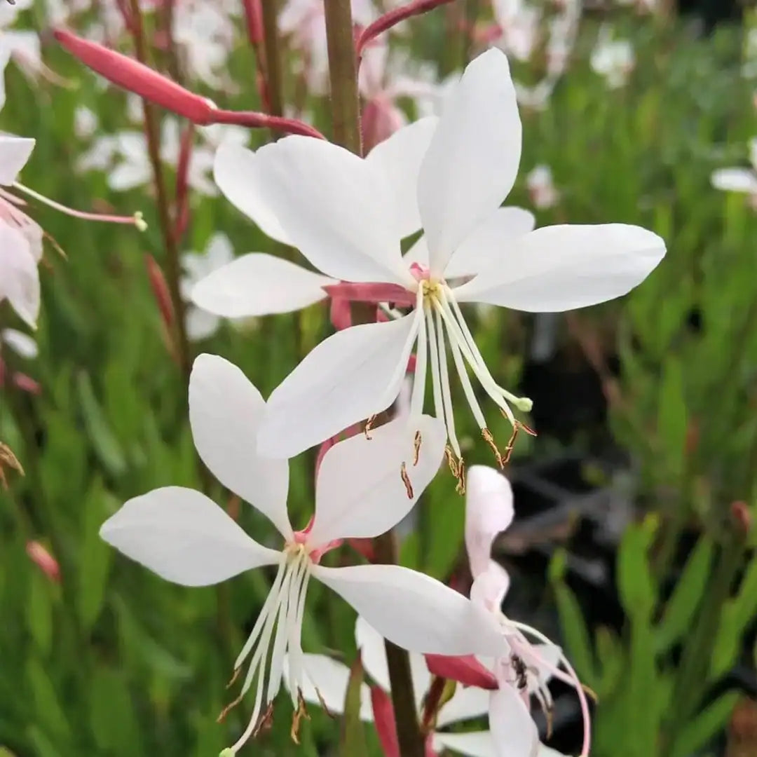 Gaura Whirling Mariposas Blumensamen – Blumensamen zur Aussaat – robust Sorte – Traditionssorte & ohne Gentechnik Samen Hausgarten