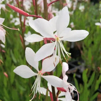 Gaura Whirling Mariposas Blumensamen – Blumensamen zur Aussaat – robust Sorte – Traditionssorte & ohne Gentechnik Samen Hausgarten