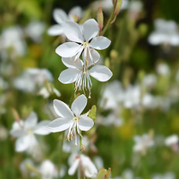 Non gmo weiß gaura samen