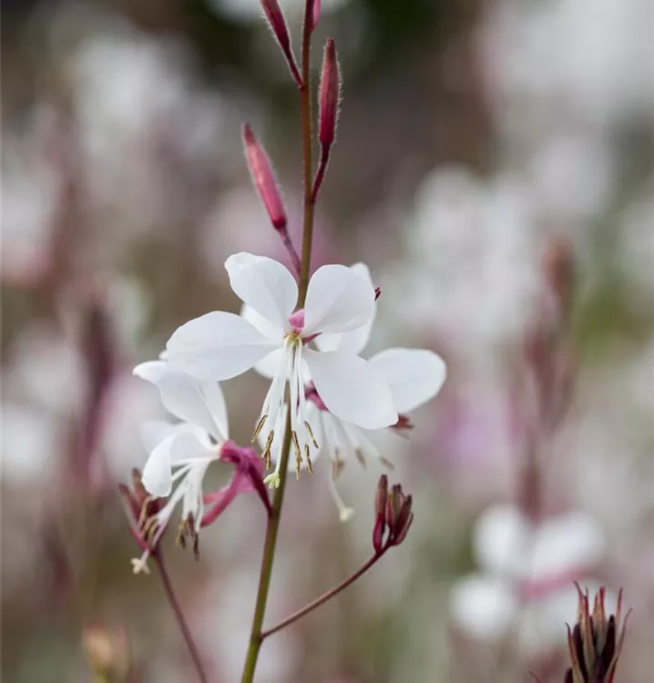 Gaura Blumensamen zur Aussaat Anzucht Traditionssorte & ohne Gentechnik Samen Hausgarten