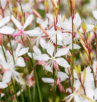 Weiß Lindheimeri Blumensamen zur Aussaat – sonnenliebend – Traditionssorte & ohne Gentechnik Samen Hausgarten