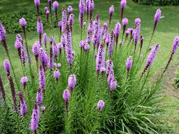 Lila Liatris Blumensamen zur Aussaat leuchtend Blüten Traditionssorte & ohne Gentechnik Samen Hausgarten
