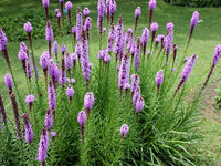 Lila Liatris Blumensamen zur Aussaat leuchtend Blüten Traditionssorte & ohne Gentechnik Samen Hausgarten