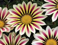 Weiß Lila Mittagsgold Samen zur Aussaat leuchtend einjährige Blume Samen