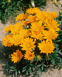 Mittagsgold Mini Star Gelb Samen Sonne- Blumen