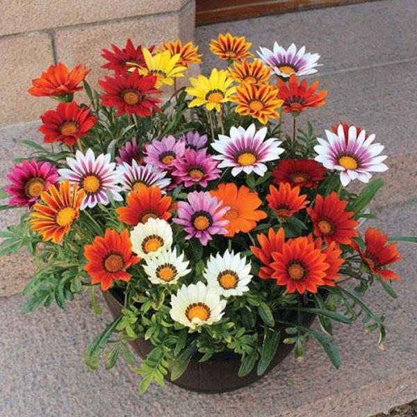 Rot Mittagsgold Blumensamen Aussaat