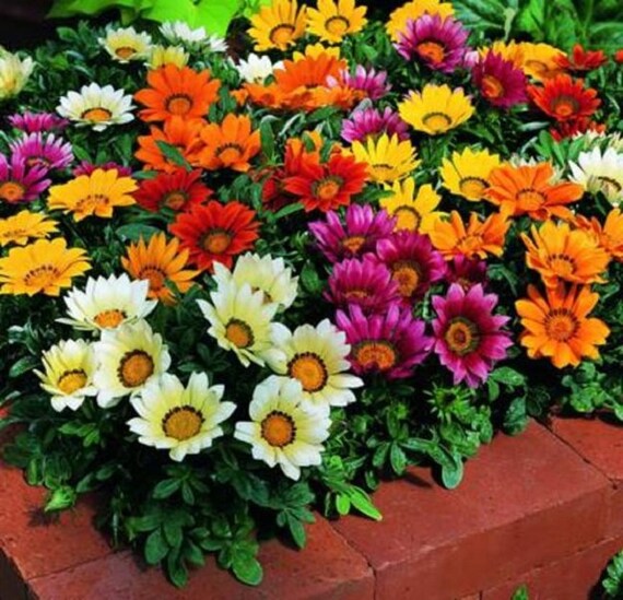 Mischung Mittagsgold Blumensamen zur Aussaat ideal Rabatten Traditionssorte & ohne Gentechnik Samen Hausgarten