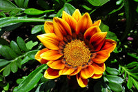 Non-gmo gazania samen for gardening
