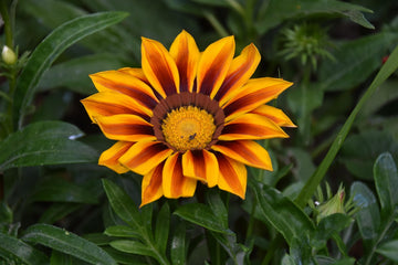 Gazania gelb rot stripe blume samen for anpflanzung

