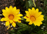 Mittagsgold riesig Blumensamen – ideal einfache Aussaat