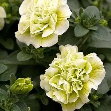 Gelb gefüllt Petunie Blumensamen zur Aussaat Traditionssorte ohne Gentechnik Garten Blüten hochwertige Qualitäts-