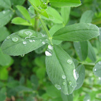 Non gmo geesteranus alfalfa samen
