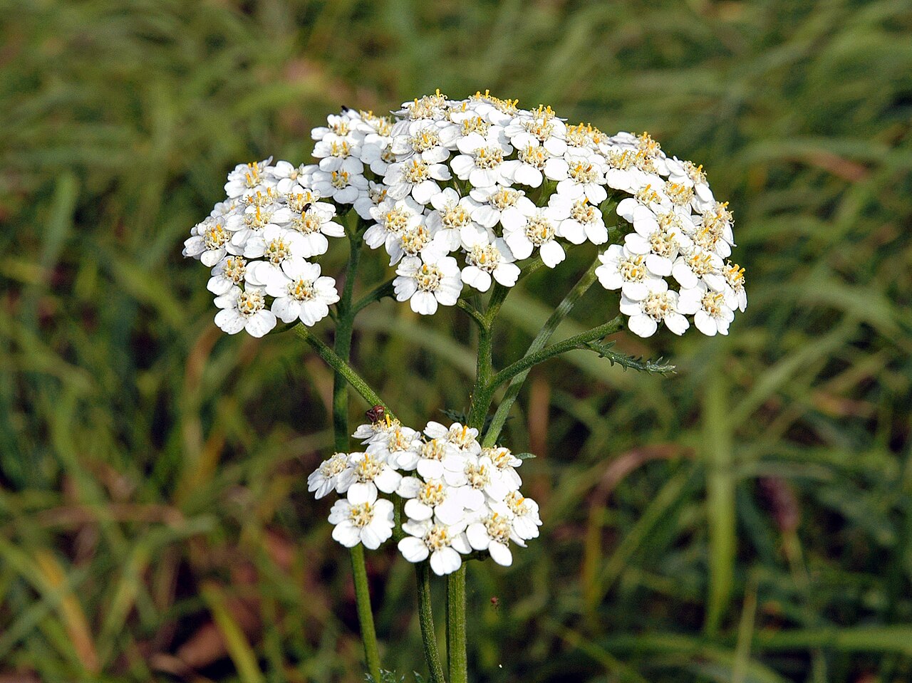 Weiß Achillea Blumensamen zur Aussaat kompakt Wuchs Traditionssorte & ohne Gentechnik Samen Hausgarten