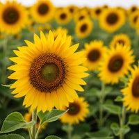 Gelb Helianthus Annus Blumensamen zur Aussaat