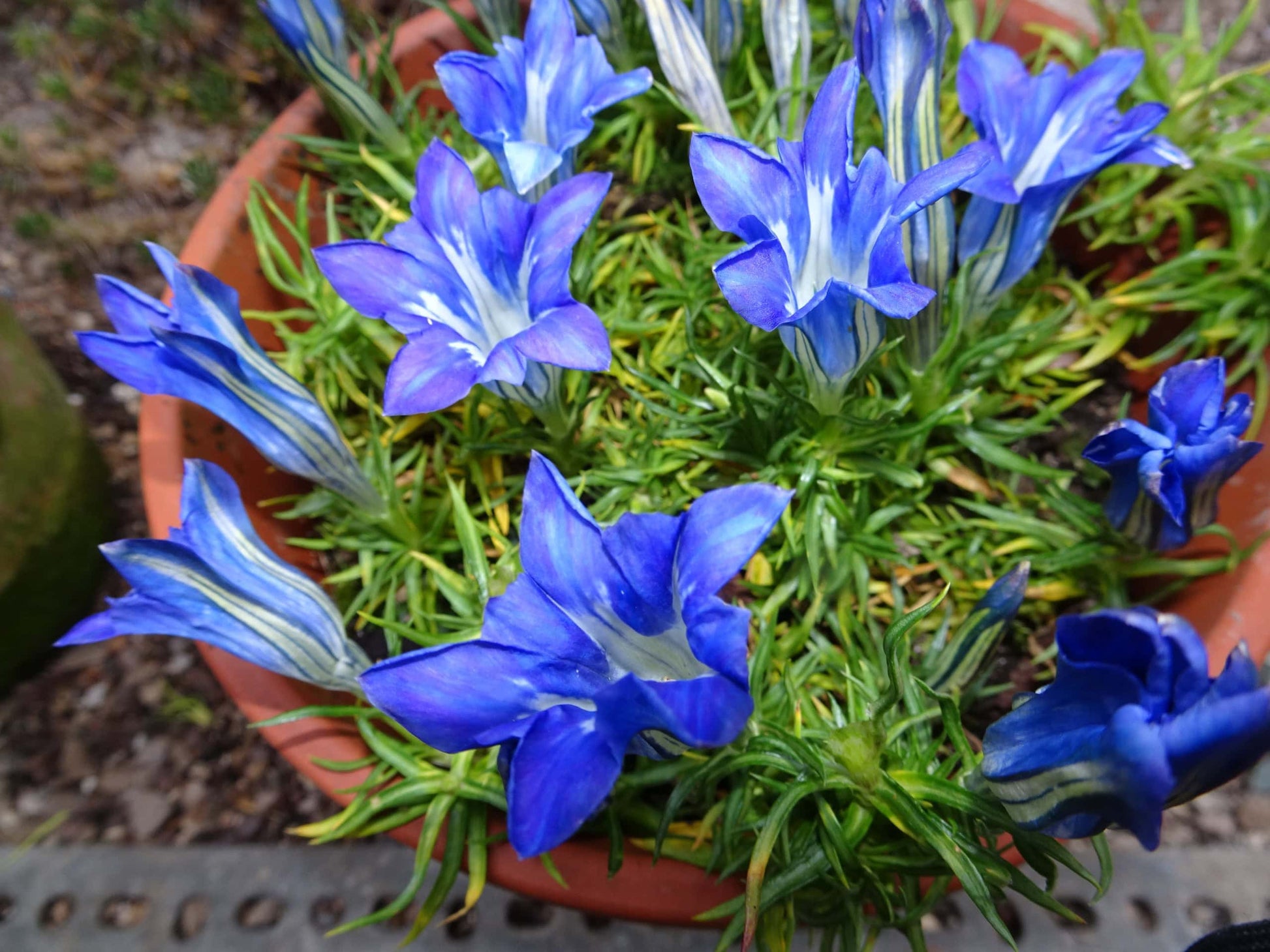 Enzian Gemischt Blumensamen zur Aussaat – saisonal Dauerblüher – Traditionssorte & ohne Gentechnik Samen Hausgarten