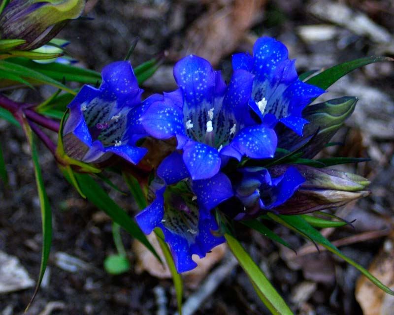 Gentiana Scabra Samen zur Aussaat – Blau Blumensamen