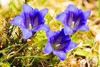 Blau Gentiana Blumensamen zur Aussaat – kompakt Wuchs – Traditionssorte & ohne Gentechnik Samen Hausgarten