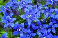 Blau Gentiana Blumensamen zur Aussaat – kompakt Wuchs – Traditionssorte & ohne Gentechnik Samen Hausgarten