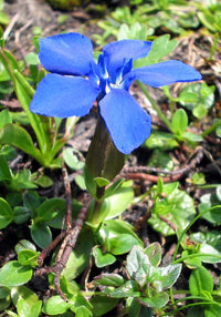 Blau Gentiana Sceptrum Blumensamen zur Aussaat Anzucht Traditionssorte & ohne Gentechnik Samen Hausgarten