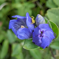 Blau Gentiana Sceptrum Blumensamen zur Aussaat Anzucht Traditionssorte & ohne Gentechnik Samen Hausgarten