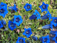 Blau Gentiana Acaulis Blumensamen zur Aussaat – Garten beliebt – Traditionssorte & ohne Gentechnik Samen Hausgarten