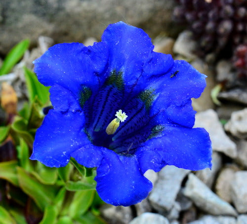 Blau Gentiana Triflora Samen für eine farbenfrohe Aussaat
