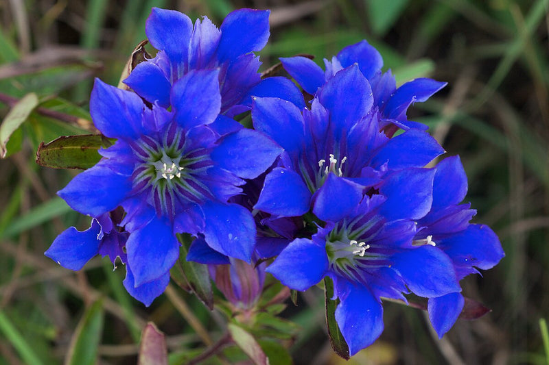 Gentiana Puberulenta Blumensamen zur Aussaat robust Sorte Traditionssorte & ohne Gentechnik Samen Hausgarten