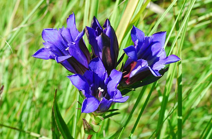 Gentiana Puberulenta Blumensamen zur Aussaat robust Sorte Traditionssorte & ohne Gentechnik Samen Hausgarten