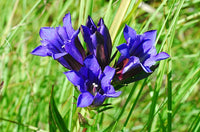 Gentiana Puberulenta Blumensamen zur Aussaat robust Sorte Traditionssorte & ohne Gentechnik Samen Hausgarten