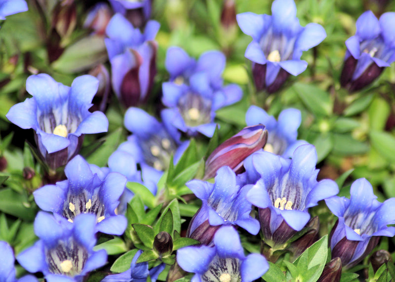 Gentiana Scabra Samen zur Aussaat – Blau Blumensamen