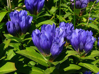 Blau Gentiana Triflora Blumensamen zur Aussaat Garten beliebt Traditionssorte & ohne Gentechnik Samen Hausgarten