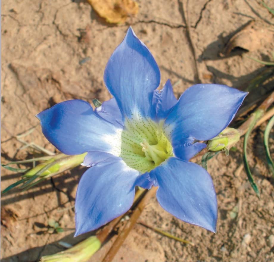Blau Gentiana Triflora Samen für eine farbenfrohe Aussaat