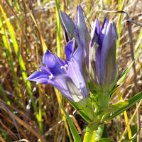 Gentiana Puberulenta Blumensamen zur Aussaat robust Sorte Traditionssorte & ohne Gentechnik Samen Hausgarten