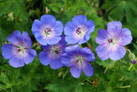 Blau climbing geranium flowering samen for gardens