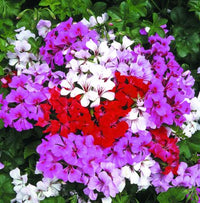 Gemischt Pelargonium Blumensamen zur Aussaat
