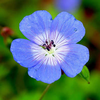 Non gmo blau climbing geranium samen