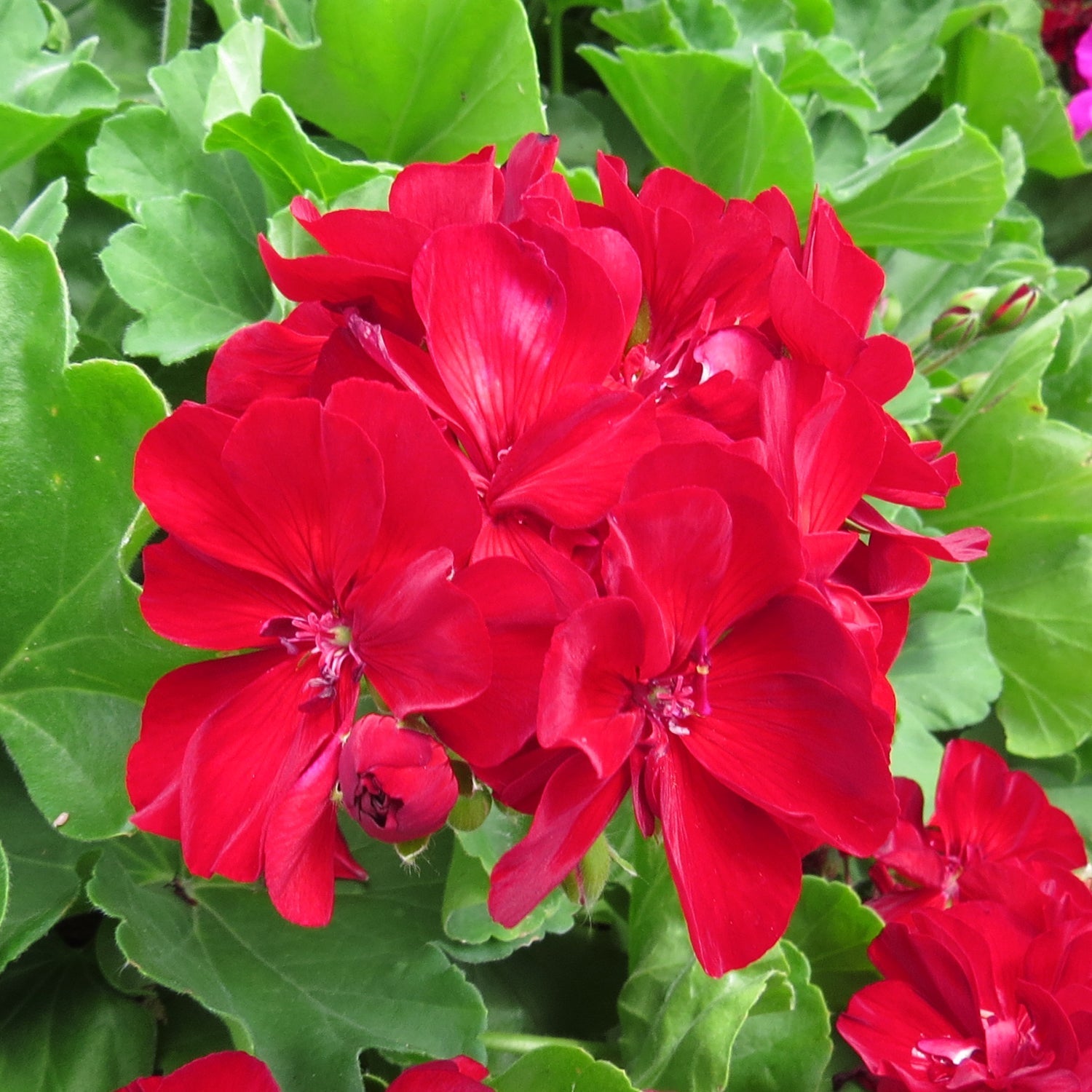 Non gmo burgundy geranium samen