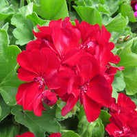 Non gmo burgundy geranium samen