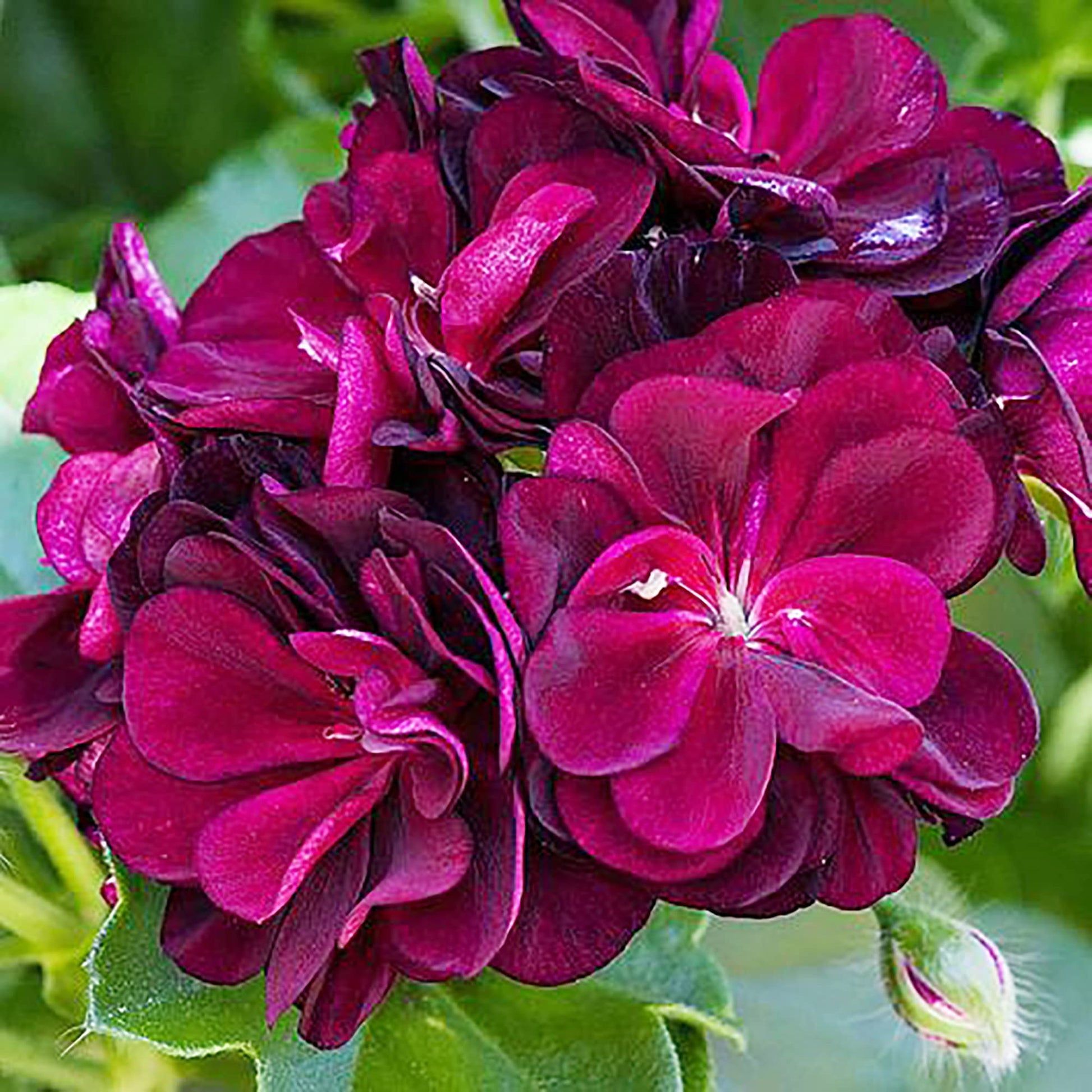 Ornamental burgundy geranium samen for landscapes