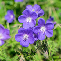 Blau climbing geranium samen for anpflanzung