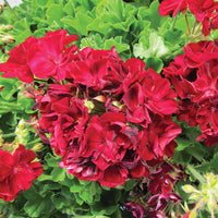 Burgundy petals geranium samen for anpflanzung
