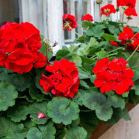 Rot weiß geranium samen for anpflanzung